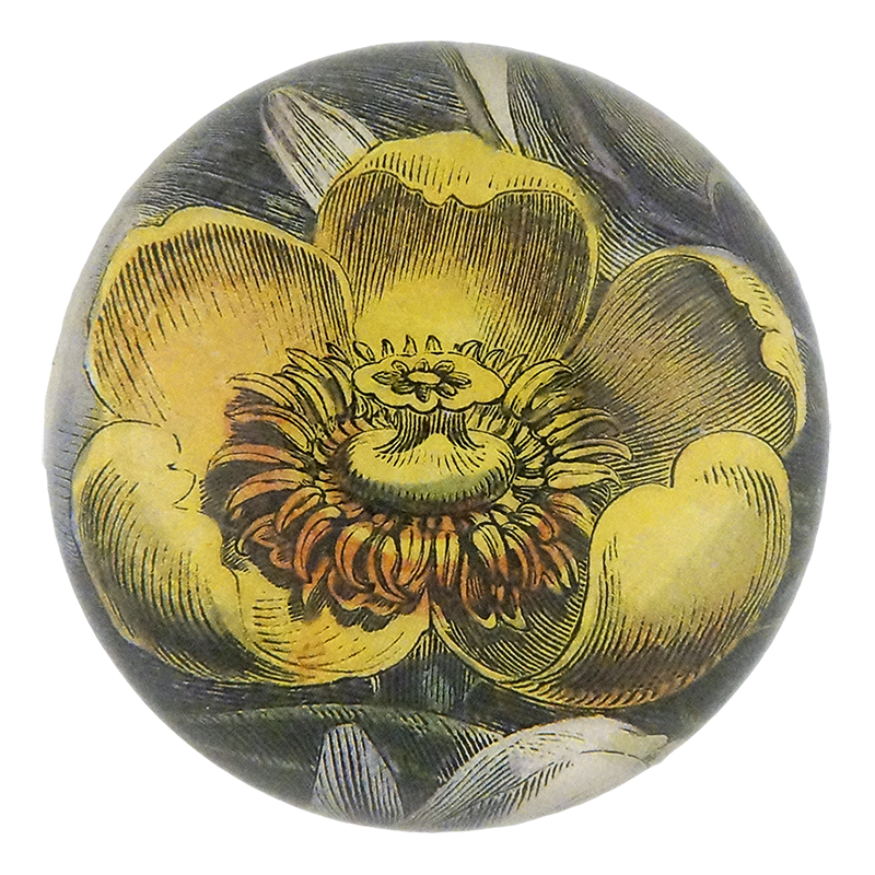 Yellow Waterlily