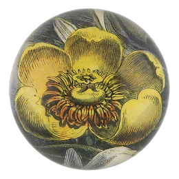 Yellow Waterlily