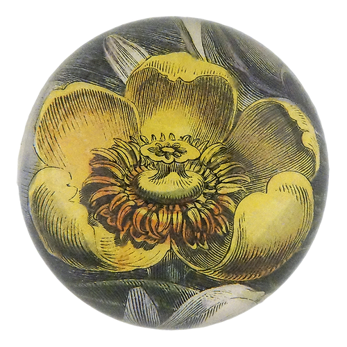 Yellow Waterlily