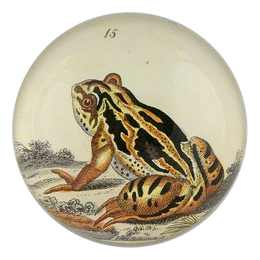 Frog #15 - FINAL SALE