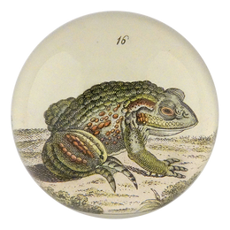 Frog #16 - FINAL SALE