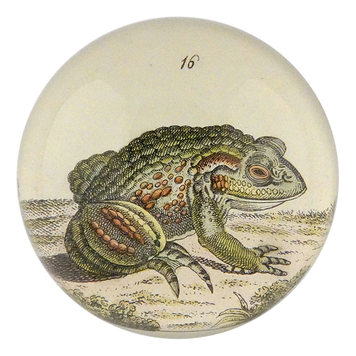 Frog #16 - FINAL SALE