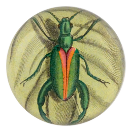 Green Bug - FINAL SALE