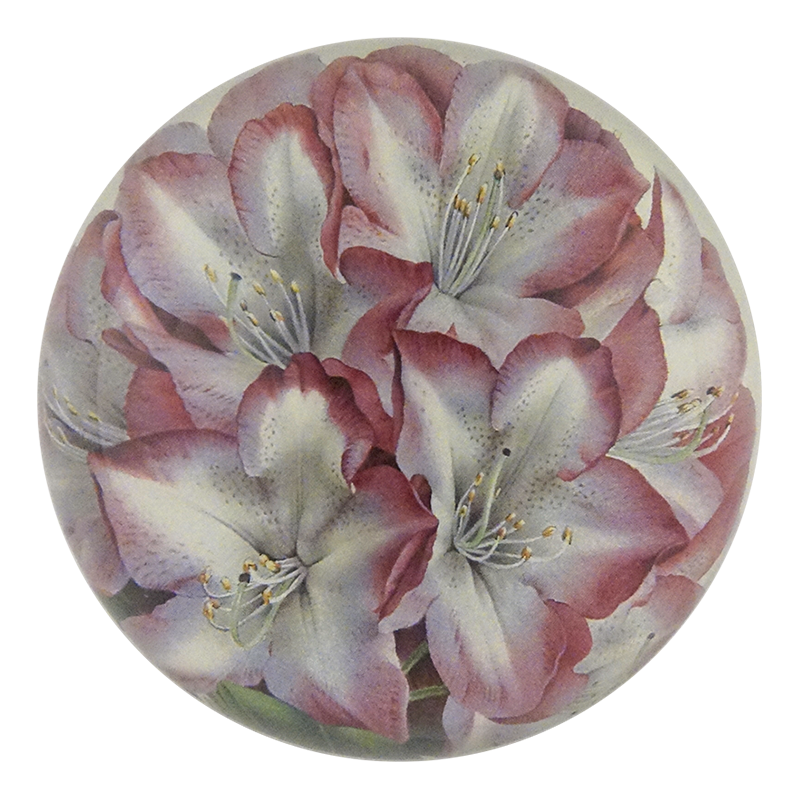Princess of Wales Rhododendron