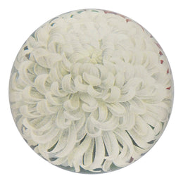 White Chrysanthemum - FINAL SALE