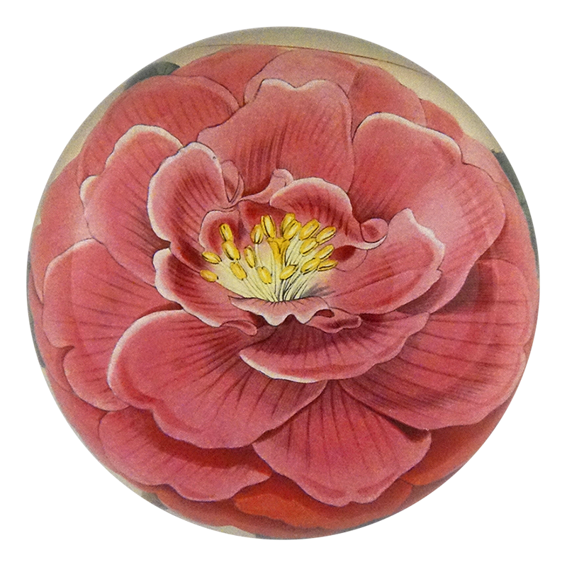 Camellia