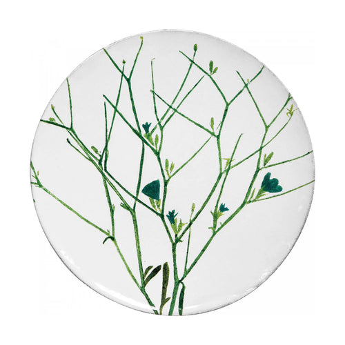 Cichorium Plate