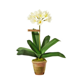 The Green Vase Potted Clivia Plant
