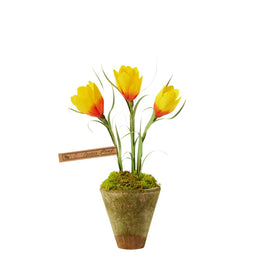 The Green Vase Potted Crocus Plant