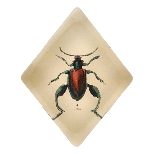 Sagra Beetle - FINAL SALE