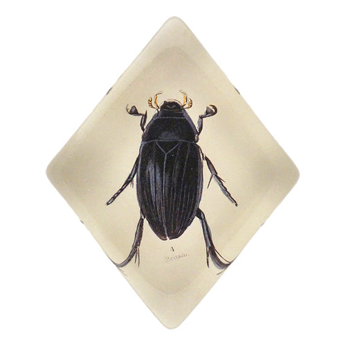 Water Beetle - FINAL SALE