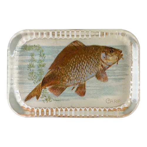 Carp (Fish)