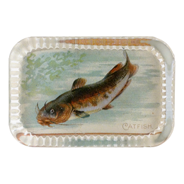 Catfish (Fish)