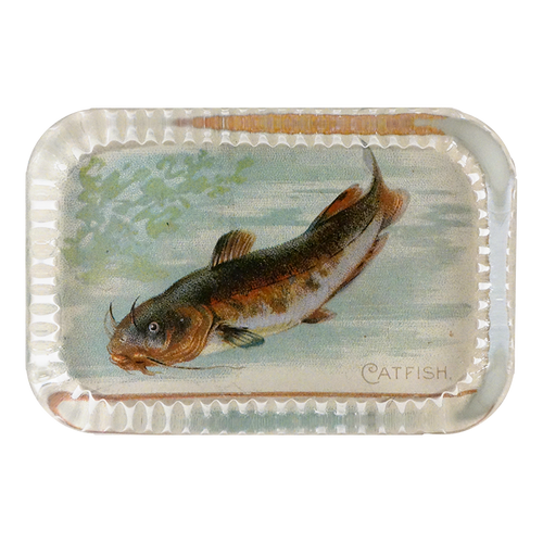 Catfish (Fish)