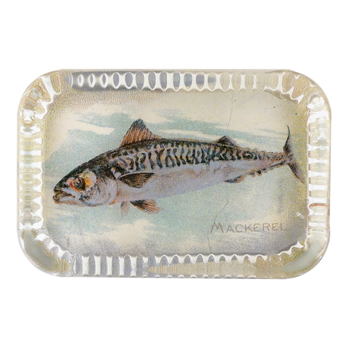 Mackerel (Fish)