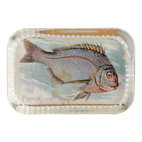 Porgy (Fish)