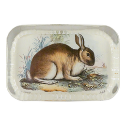 Rabbit in Glen