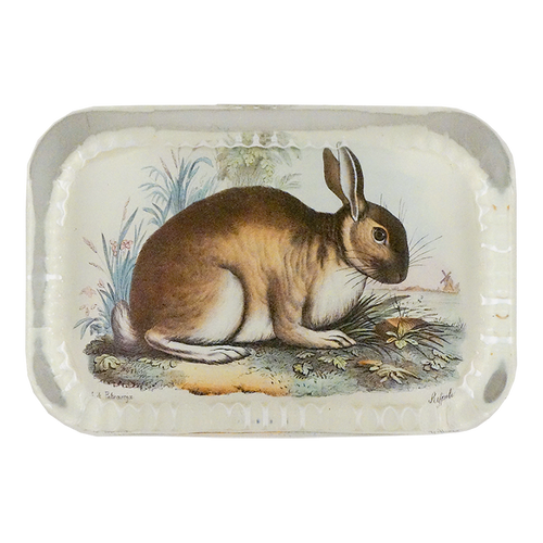 Rabbit in Glen