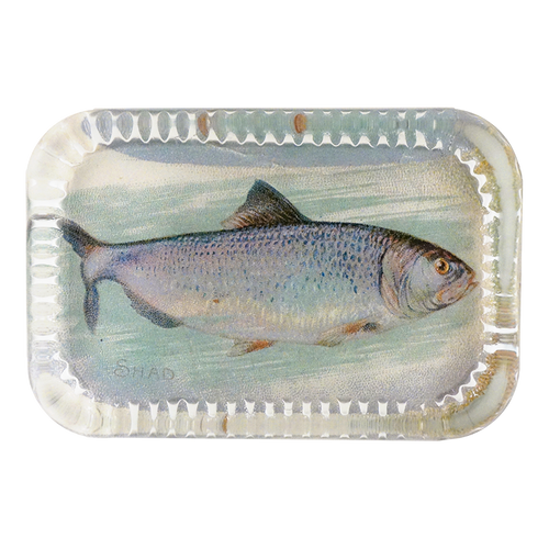 Shad (Fish)