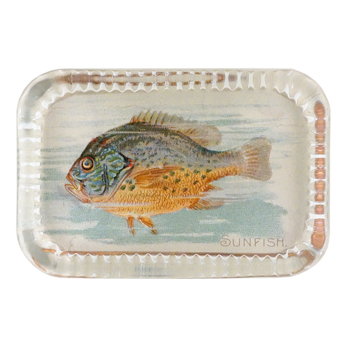 Sunfish (Fish)
