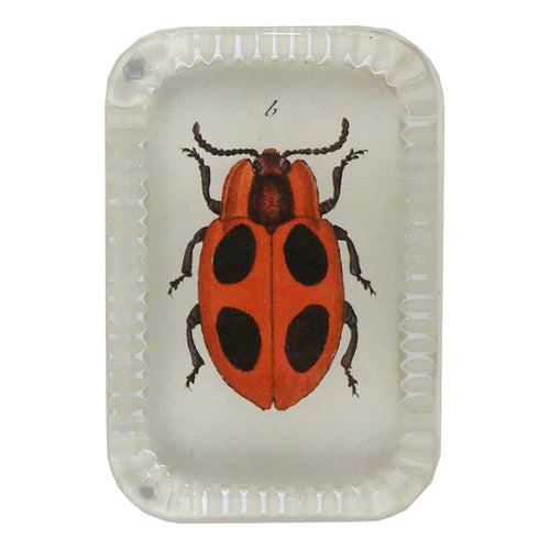 Big Dot Ladybug - FINAL SALE