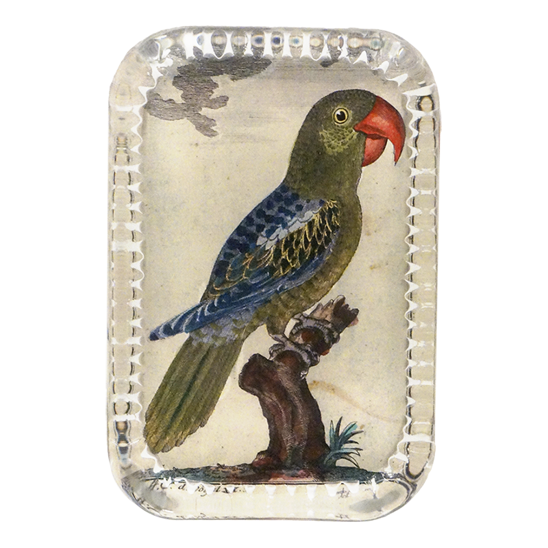 Parrot #7
