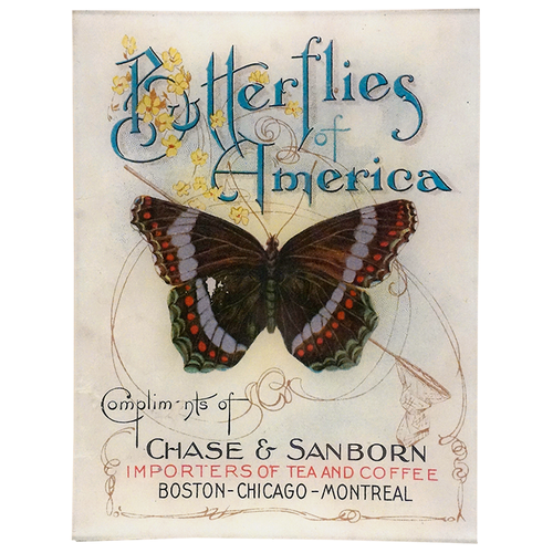 Butterflies of America