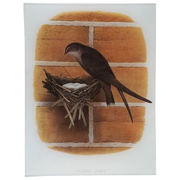 Chimney Swift