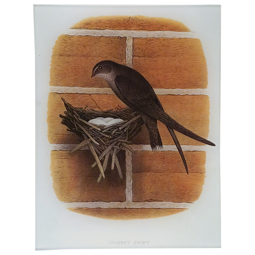 Chimney Swift