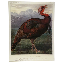 Female Turkey
