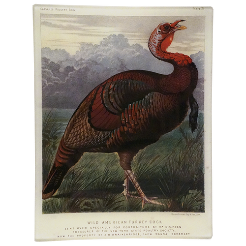 Female Turkey