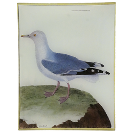 Little Seagull