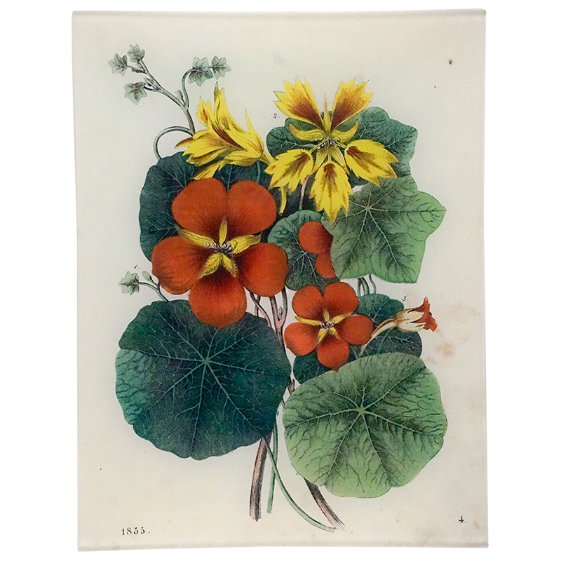 Nasturtium