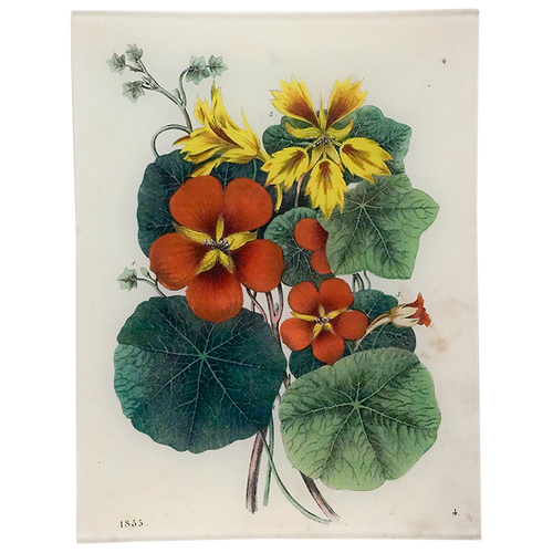 Nasturtium