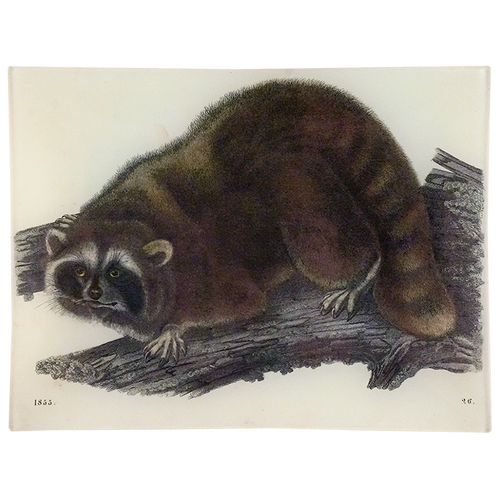 Raccoon 26
