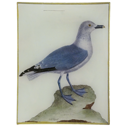 The Great Gull