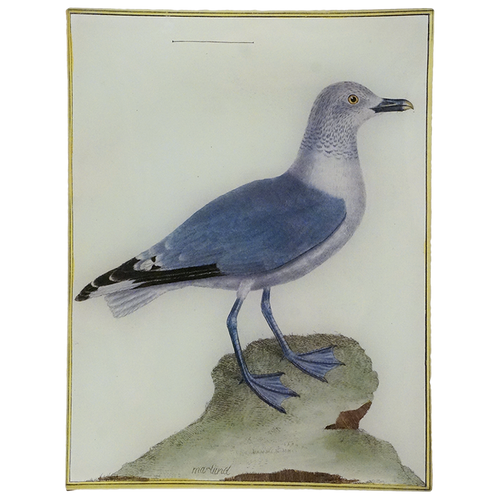 The Great Gull
