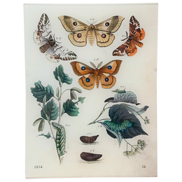 DTButterflies24_260x.png?v= DTButterflies24_260x.png?v=