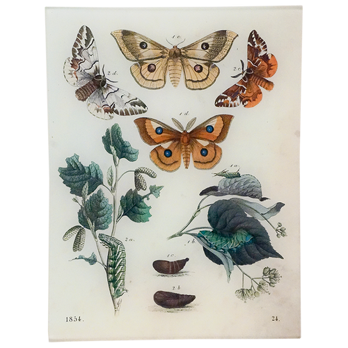 DTButterflies24_500x.png?v= DTButterflies24_500x.png?v=