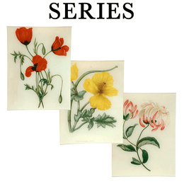 Anne Pratt London 1852 Wildflowers