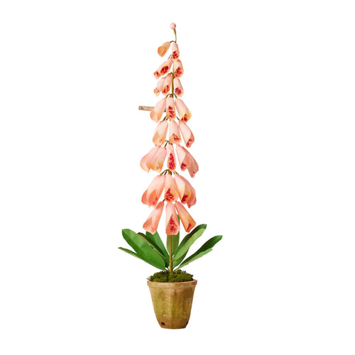 The Green Vase Potted Foxglove Plant