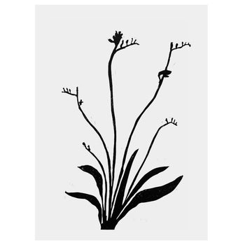 Freesia