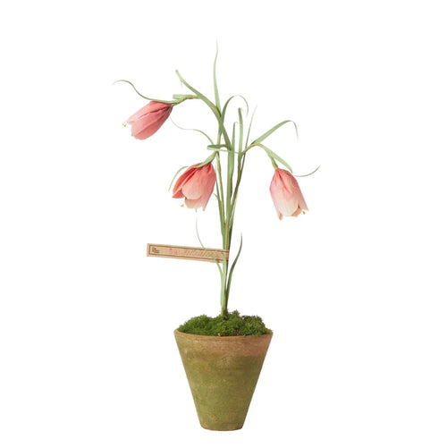 The Green Vase Potted Frittilaria