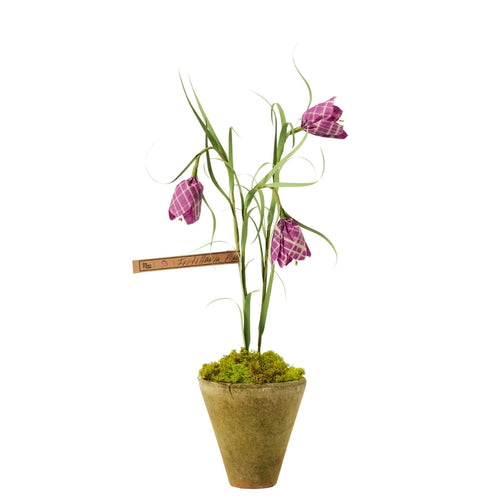 The Green Vase Potted Frittilaria
