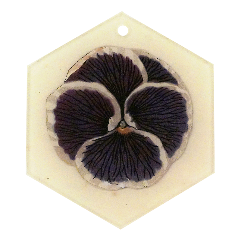 Purple (Pansy)