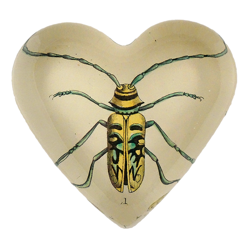 Yellow Green Beetle (Lamia ornata) - FINAL SALE