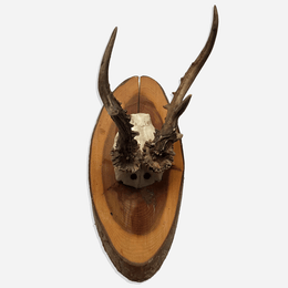 Antique Black Forest Carved Antlers (H06)