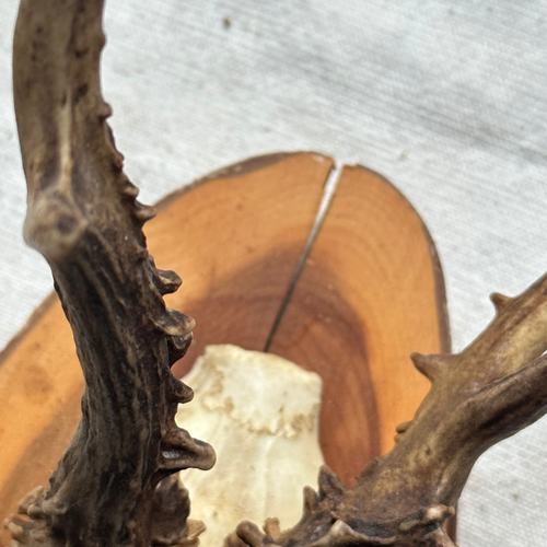 Antique Black Forest Carved Antlers (H06)