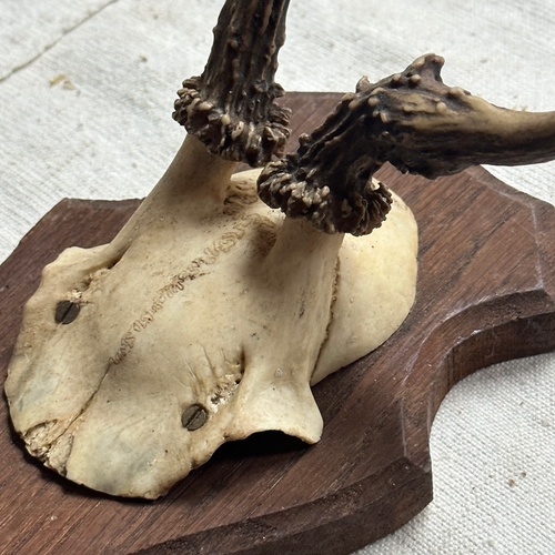 Antique Black Forest Carved Antlers (H010)