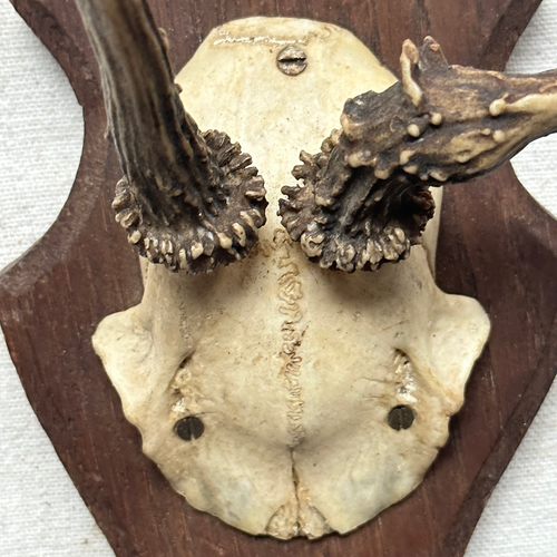 Antique Black Forest Carved Antlers (H010)